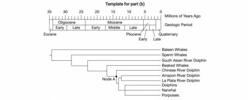 (b) Using the template of the phylogenetic tree, circle the lineages that share node