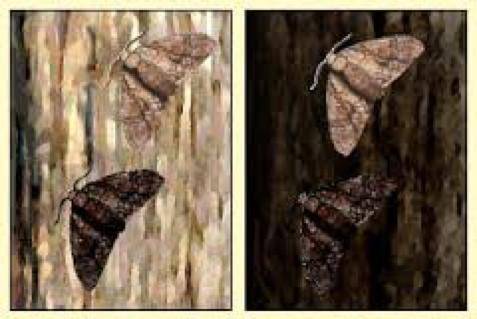 .

The peppered moth is found in England during the industrial revolution. Coal was used as the to