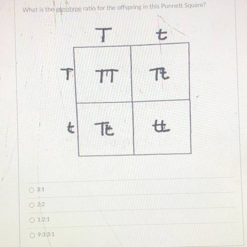 What is the genotype ratio for the offspring in this Punnett Square?
help