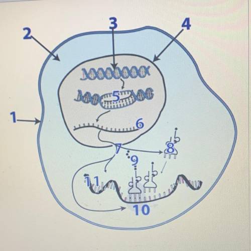 Help with the biology