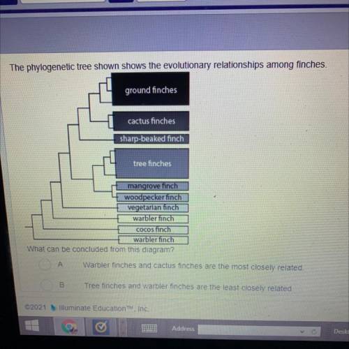 The phylogenetic tree shown shows the evolutionary relationships among finches

What can be conclu