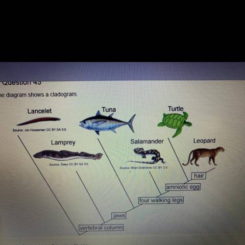 The diagram shows a cladogram.

Which statement is supported by the cladogram?
A. The tuna does no
