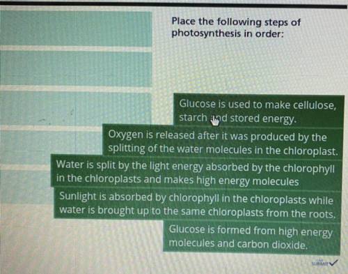 Please the following steps of photosynthesis in order
