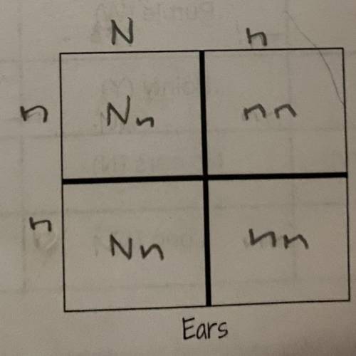 ￼HOW DO I FIND THE PERCeNT

N:no ears
n:has ears 
-what percent of the offspring will have ears???