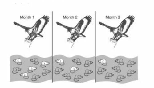 Help me out please

The diagram below represents the same field of mice hunted by a hawk over a pe