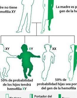 Hemophilia in humans is an X-linked recessive disease. A woman with hemophilia A

marries an unaffe