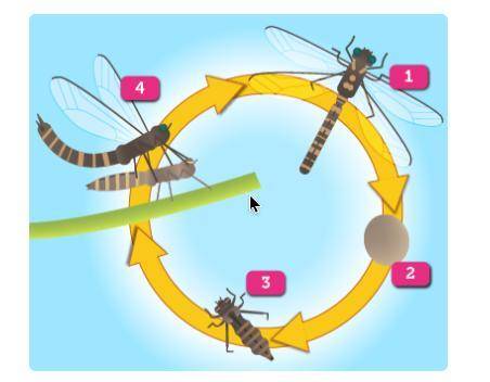 BRAINLIEST IF CORRECT!!! the diagram shows the life of a dragonfly. which statement best explains t