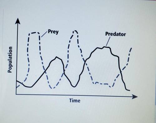 The graph shows changes in the populations of predator and prey over time. Which best explains why