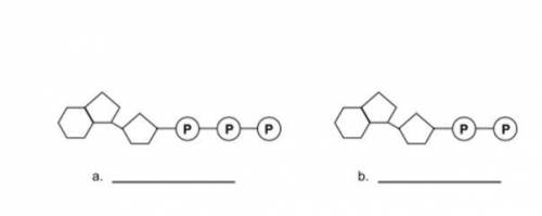 Which term best describes molecule b in this diagram?

A. adenosine diphosphate
B. adenine triphos