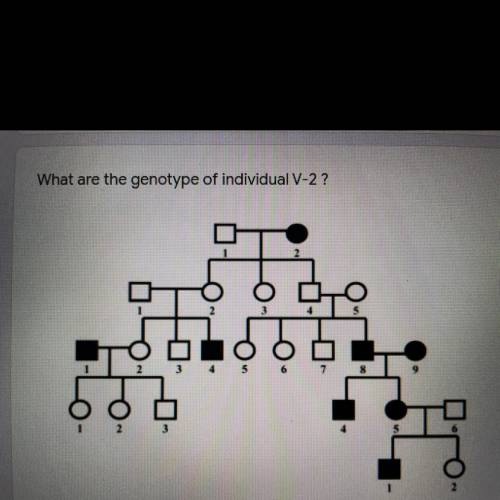 What are the genotype of individual V-2 ?
ASAP, help me