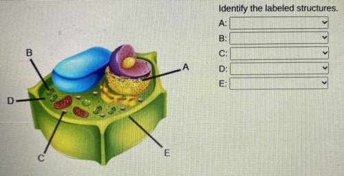 Options for each

Cell wall
Chloroplast
Cytoplasm
Endoplasmic reticulum
Lysosome