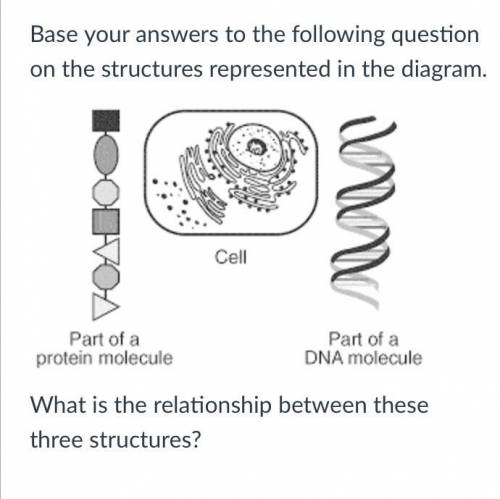 Base your answers to the following question on the structures represented in the diagram.

Review