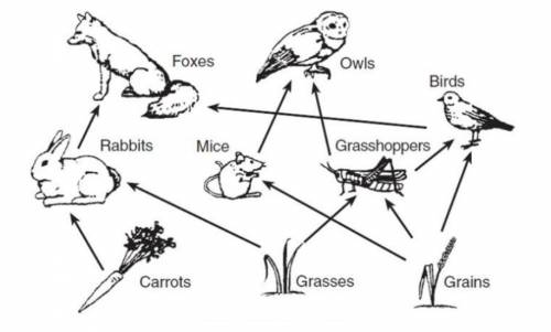 Look at the food web below.

A. Mice would die out and there would be less food for all the rest o