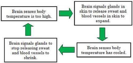 The flowchart below represents a system. What is the input in this system?

A. sweat gland activit
