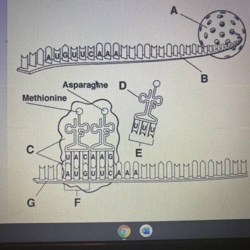 Identify structure B in Figure 12-5:

A) aRNA
B) mRNA
C) rRNA 
D) tRNA
I need help please