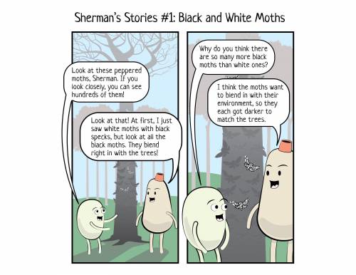 Actually, Sherman, there are more black moths than white ones because...
