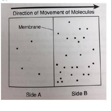 The diagram below represents the results of the net movement of a specific kind of molecule across