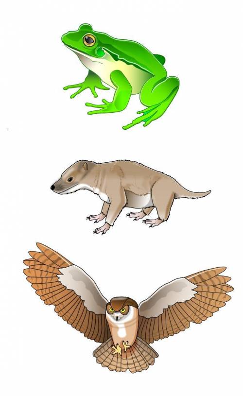 Observing Animals (Image Attached)

Let’s study and compare three animals: a frog, an ancient and