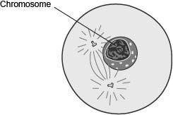 The following diagram shows a stage of a cell during mitosis.

An oval has the chromosome inside a
