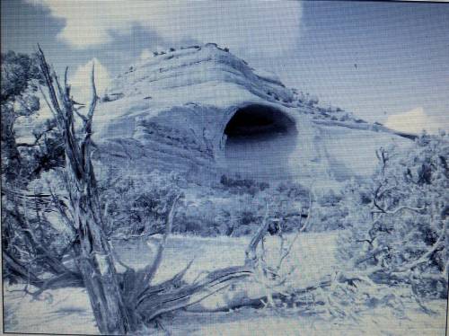 This picture shows a desert environment, which is home to many lizards, small

mammals, and cacti