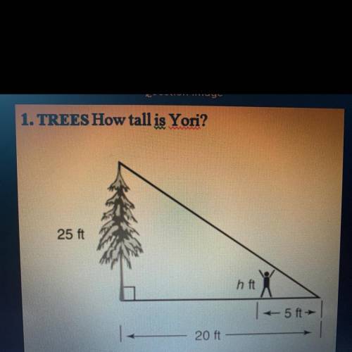 1. TREES How tall is Yori?

WAAN
25 ft
h ft
#X
5 ft
20 ft
Link= REPORT
(A) 6
(B) 5.75
(C) 6.25
(D)