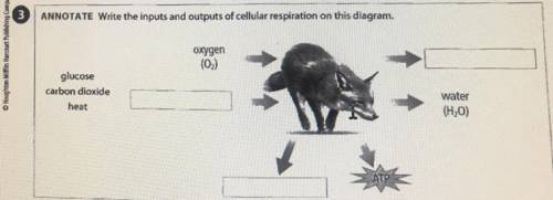 3
ANNOTATE Write the inputs and outputs of cellular respiration on this diagram.