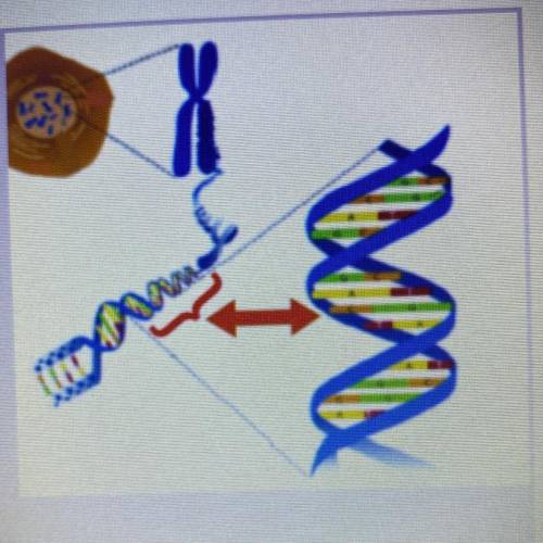 What is the structure identified by the arrow in the diagram below?

A. Chromosome
B. DNA Strand
C