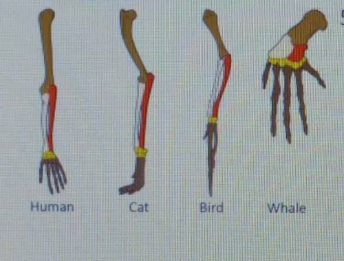 There is a illustrations of a human, cat,

bird and whale forelimb. Evaluate how the
limb anatomy