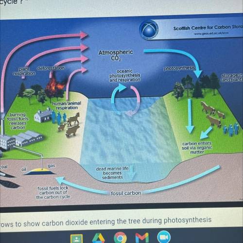 What could be added to the diagram to show the trees contribution to the carbon cycle￼