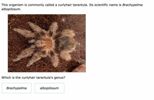 NO GUESSES OR I DELETE

Which is the curlyhair tarantula's genus?
A) Brachypelma 
B) albopilosum