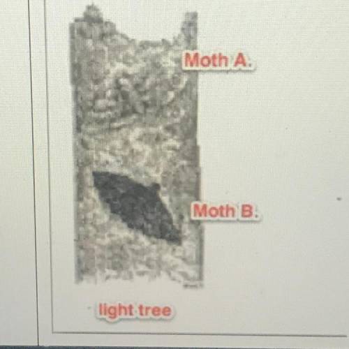 1) You can see two moths in this image, Living on the bark of trees. They

are the same species of