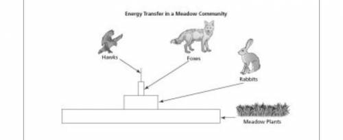 The picture below shows the energy flow through a meadow community.

Hurry!!! 
Which of the follo