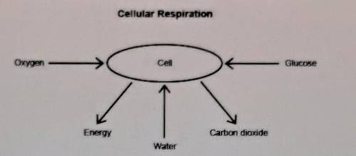 Question 5 (5 points) (04.03 MC) A student made the following diagram to represent cellular respira