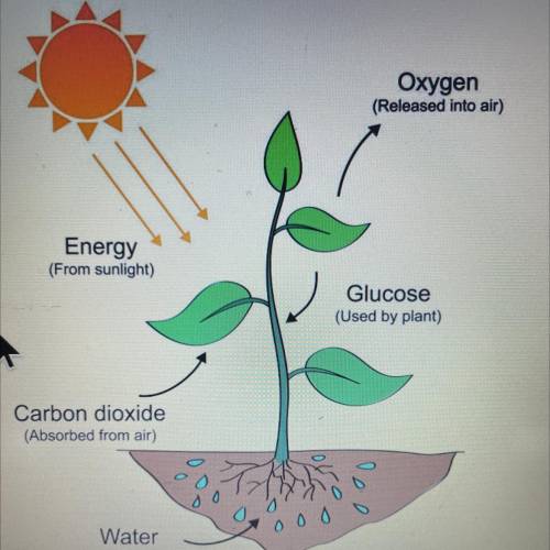 The main function of photosynthesis is to produce food plan however some thing else happens during