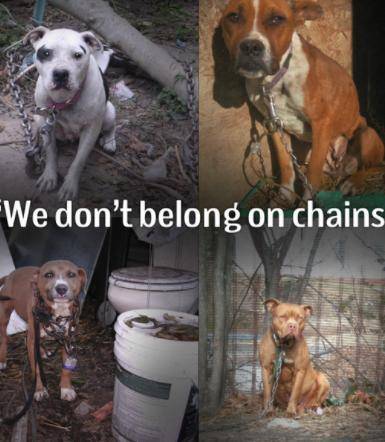 please help them :) Dogs belong on couches not in chains this is so sad please help us save them be