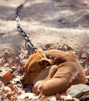 please help them :) Dogs belong on couches not in chains this is so sad please help us save them be