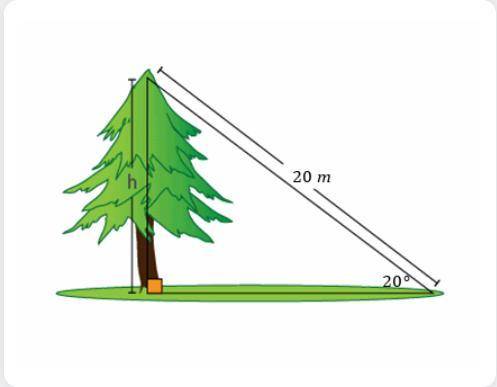 3.
If the height of the tree is h m, find h to two decimal places.
