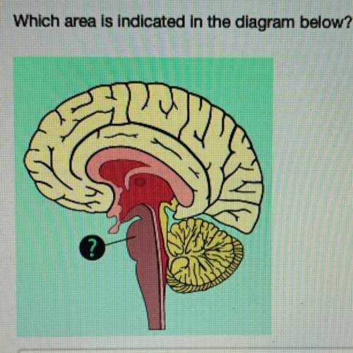 Which area is indicated in the diagram below?

Thalamus
Cerebral cortex
Pituitary
Brain stem