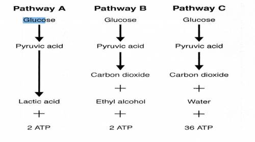 The pathway labeled B in the figure above is called

a. alcoholic fermentation c. glycolysis 
b. l