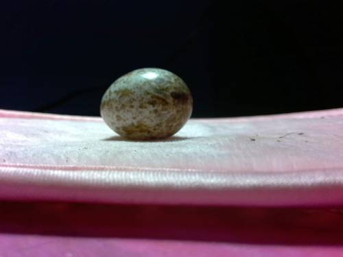 What type of bird egg is this btw i live in sc i found it in my backyard my dog was about to step o