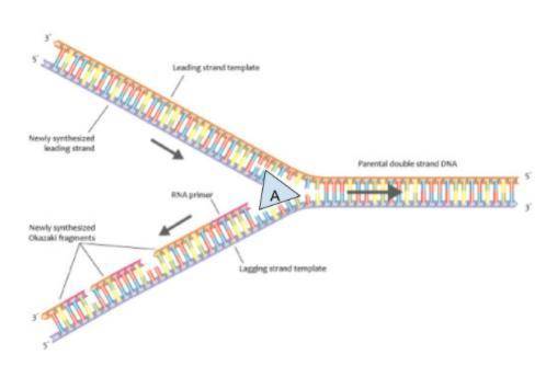 DNA polymerases can easily make DNA as the same direction as the replication fork. The opposite dir