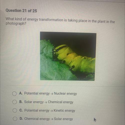 What kind of energy transformation is taking place in the plant in the

photograph?
O A. Potential