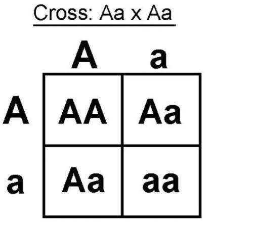In the crossing Aa x Aa, if A is the allele for pigment and a is the allele for albinism, what is t