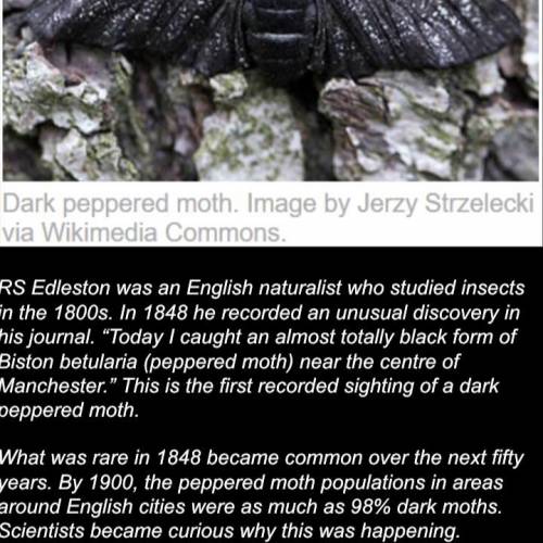 Explain why the occurrence of dark peppered moths became more prevalent (common) between 1848-1900