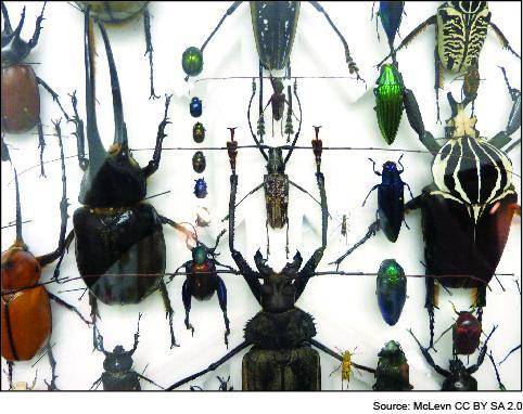 I WILL BRAINLIST

The photograph below shows a collection of preserved beetles. 
These beetles do
