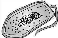 The drawing below was sketched by a student who was observing cells under a microscope.

In what k