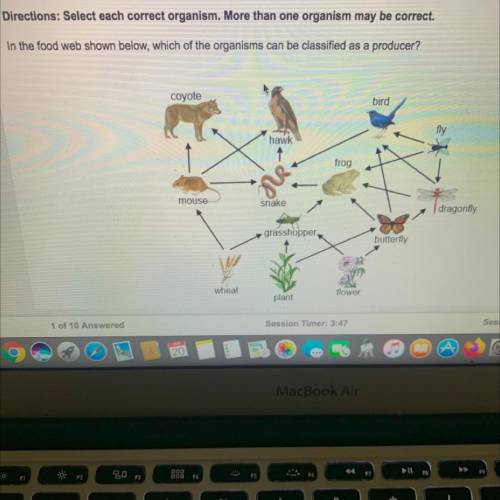 In the food web shown below, which of the organisms can be classified as a producer?