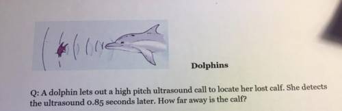 A dolphin lets out a high pitch ultrasound call to locate her lost calf. She detects the ultrasound