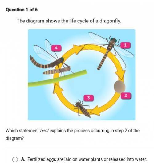The diagram shows the life cycle of a Dragonfly. what happens at stage 2.