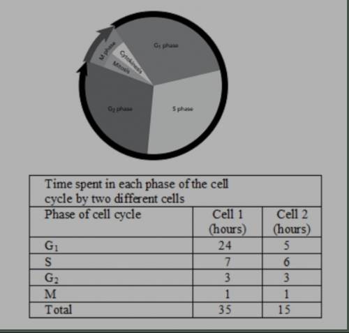 Analyze the cell cycle diagrams of two different types of cells.  Compare and contrast the length o
